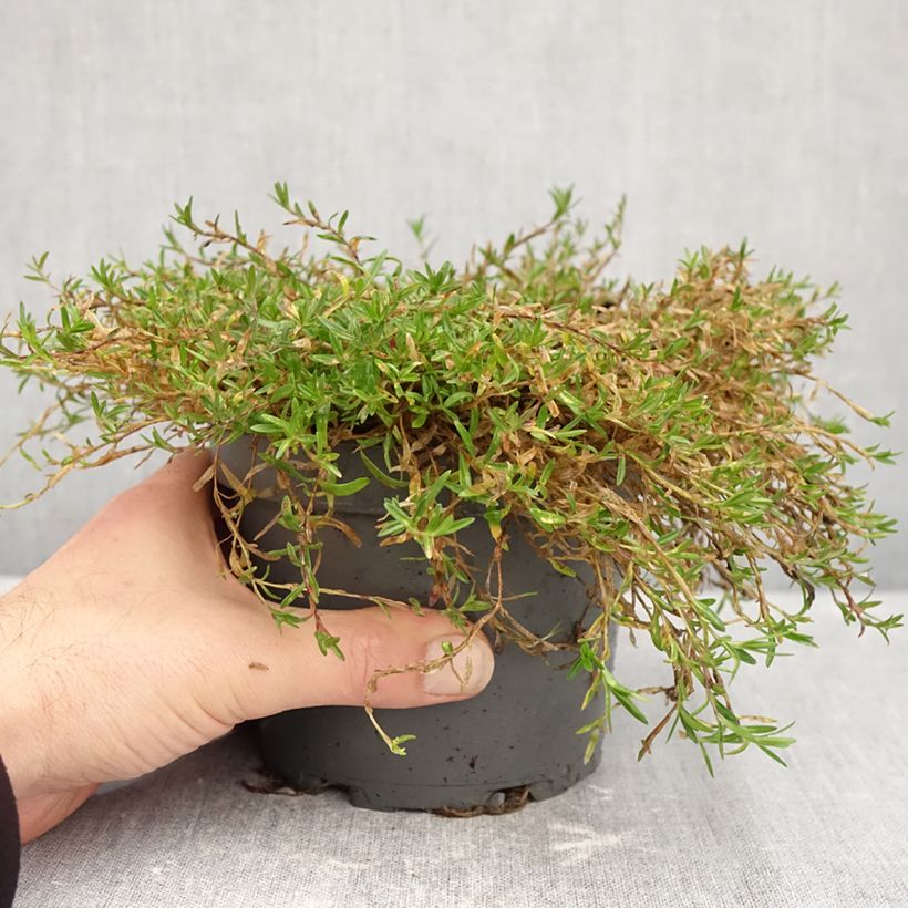 Exemplaar van Dianthus deltoides - Steenanjer Pot van 1,5 l/2 l zoals geleverd in de herfst