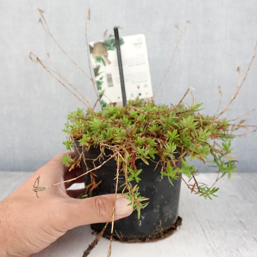 Exemplaar van Dianthus deltoides - Steenanjer Pot van 1,5 l/2 l zoals geleverd in de zomer