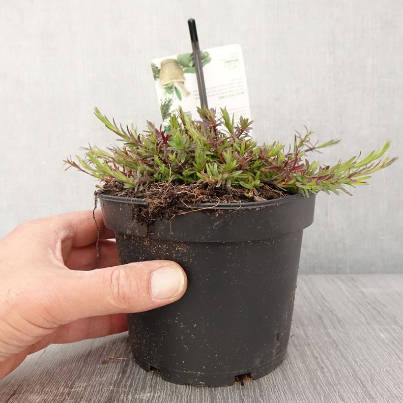 Exemplaar van Dianthus deltoides - Steenanjer Pot van 1,5 l/2 l zoals geleverd in de lente