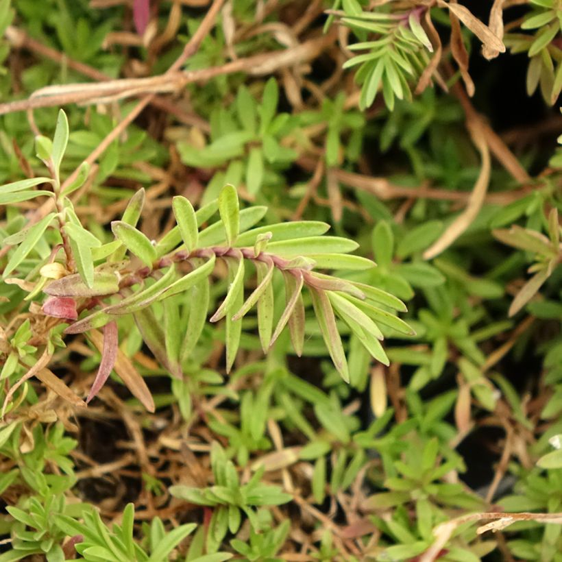 Dianthus deltoides - Steenanjer (Blad)