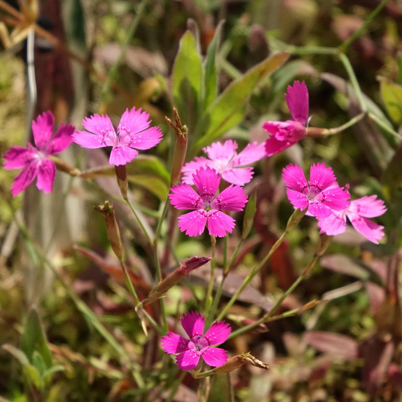 Dianthus deltoides - Steenanjer (Bloei)
