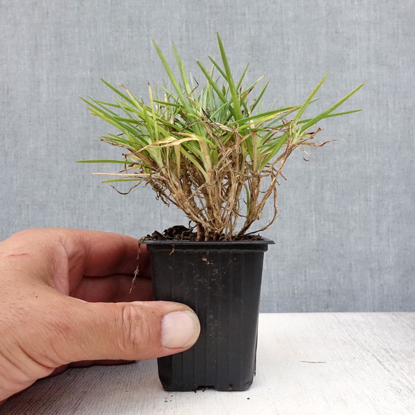 Exemplaar van Anjer Evening Star - Dianthus Kweekpotje van 7/8 cm zoals geleverd in de zomer