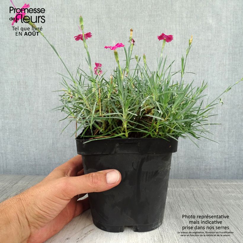 Exemplaar van Dianthus gratianopolitanus Badenia - Rotsanjer Pot van 2 l/3 l zoals geleverd in de zomer