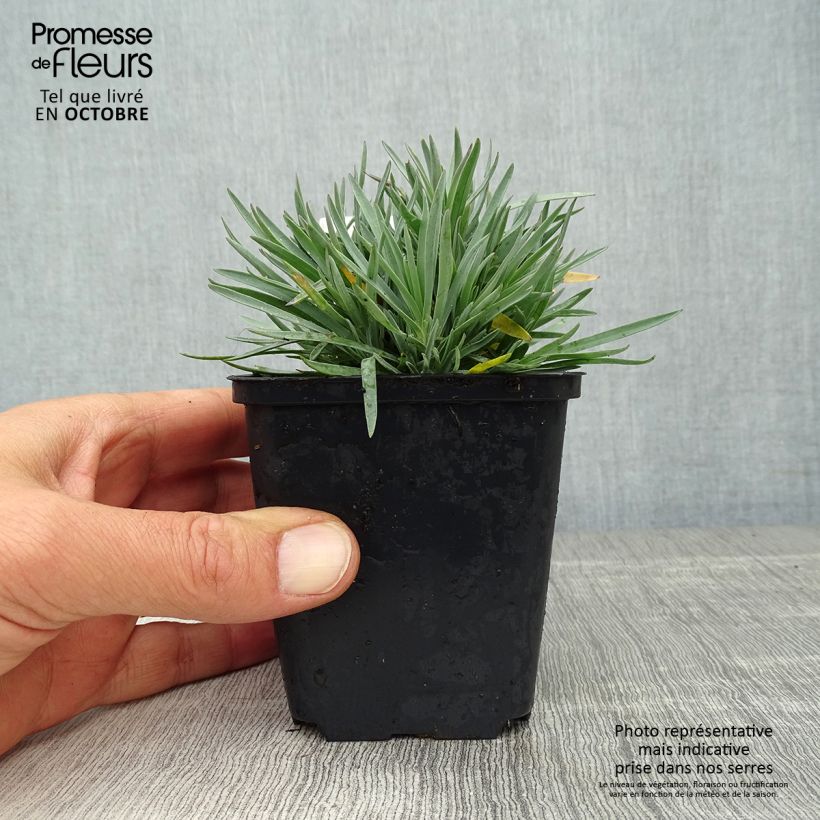 Exemplaar van Dianthus gratianopolitanus Bombardier - Rotsanjer Kweekpotje van 8/9 cm zoals geleverd in de herfst