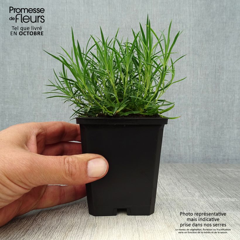 Exemplaar van Dianthus gratianopolitanus Eydangeri - Rotsanjer Kweekpotje van 8/9 cm zoals geleverd in de herfst