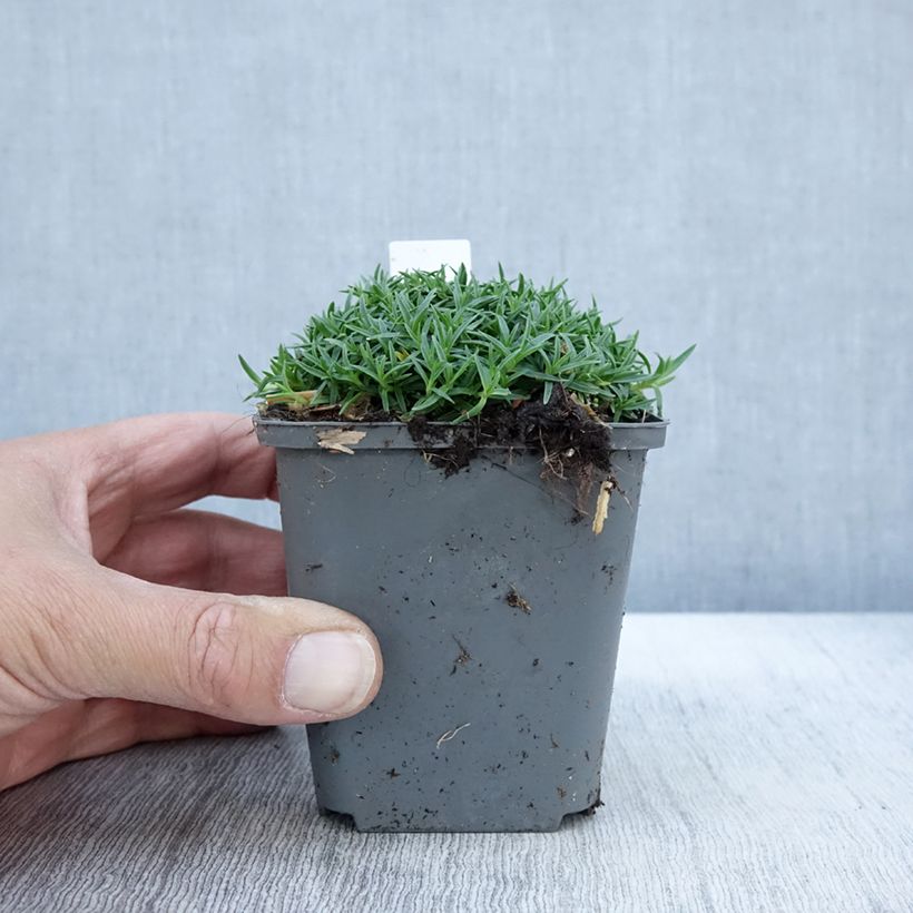 Exemplaar van Dianthus gratianopolitanus La Bourboule Alba - Rotsanjer Kweekpotje van 8/9 cm zoals geleverd in de herfst