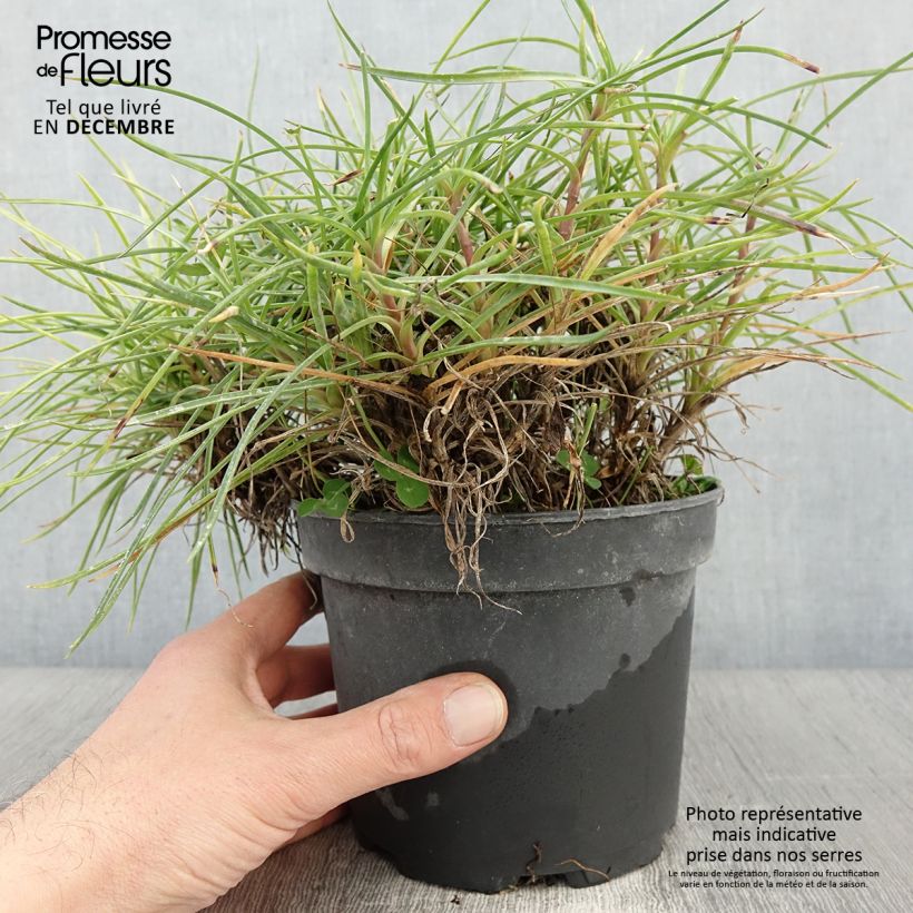 Exemplaar van Dianthus plumarius Cranmere Pool - Oeillet mignardise Pot de 2L/3L zoals geleverd in de herfst