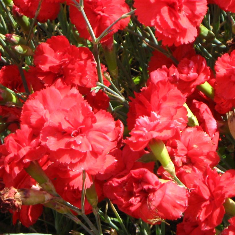Grasanjer David - Dianthus plumarius (Bloei)