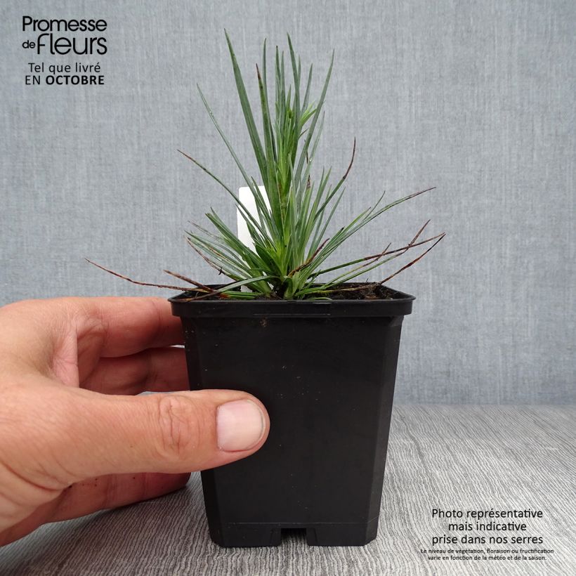 Exemplaar van Grasanjer David - Dianthus plumarius Kweekpotje van 8/9 cm zoals geleverd in de herfst