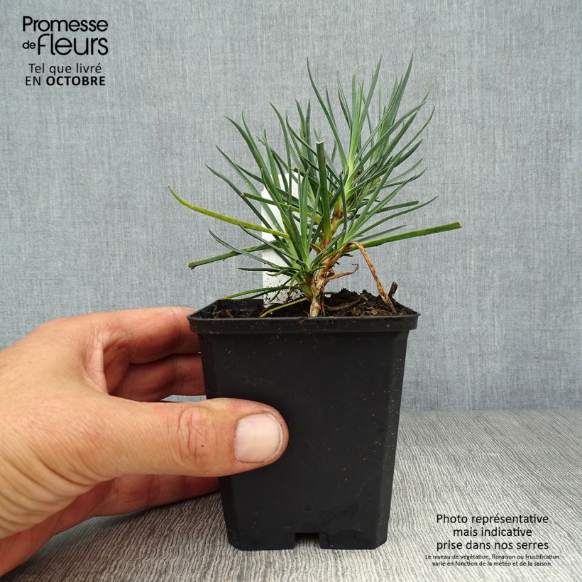 Exemplaar van Dianthus plumarius Devon Cream - Grasanjer Kweekpotje van 8/9 cm zoals geleverd in de herfst