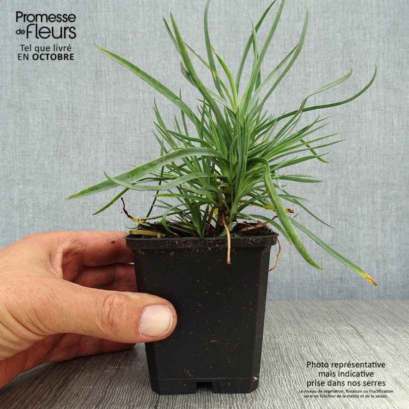 Exemplaar van Grasanjer Haytor Wit - Dianthus plumarius Kweekpotje van 8/9 cm zoals geleverd in de herfst