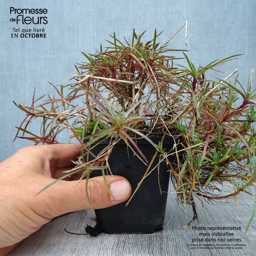 Exemplaar van Dianthus plumarius Maggie - Grasanjer Kweekpotje van 8/9 cm zoals geleverd in de herfst