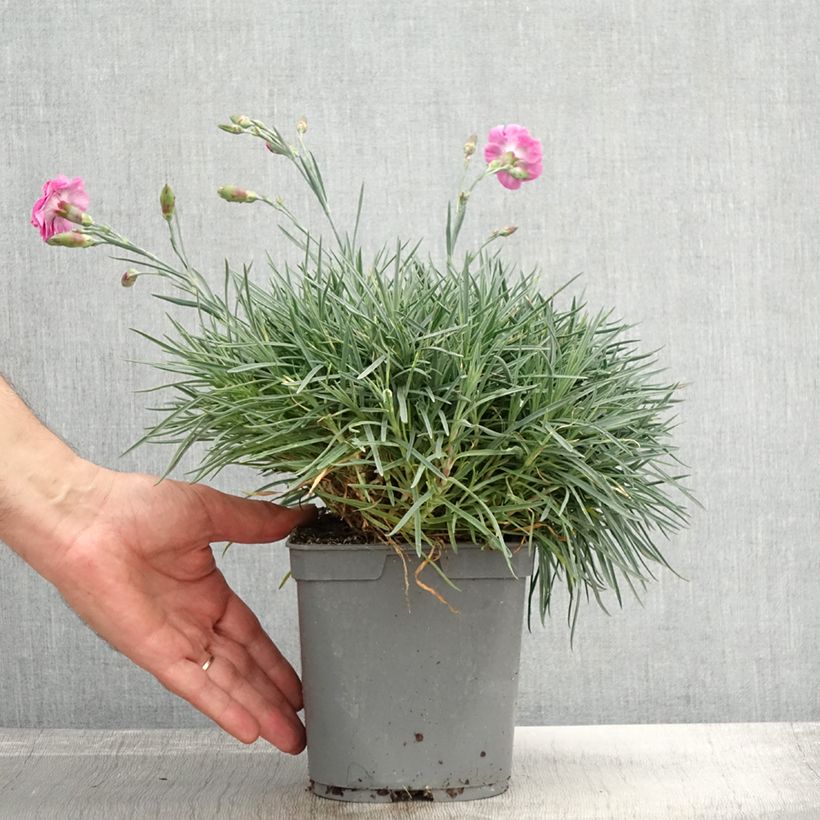 Exemplaar van Dianthus plumarius Moulin Rouge - Grasanjer Pot van 2 l/3 l zoals geleverd in de herfst