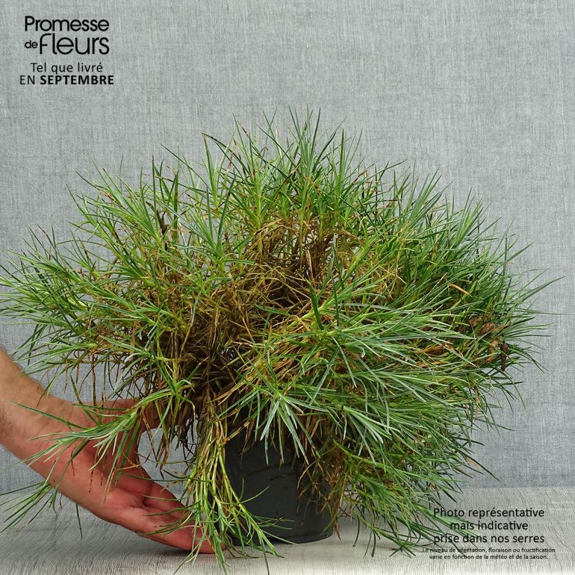 Exemplaar van Dianthus plumarius Moulin Rouge - Grasanjer Pot van 2 l/3 l zoals geleverd in de zomer