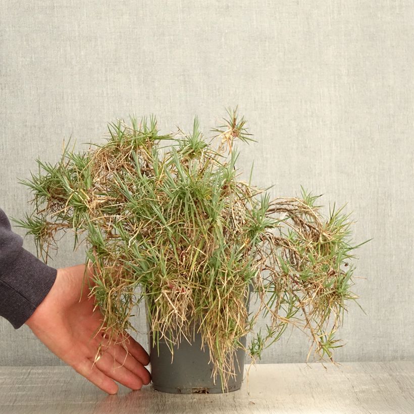 Exemplaar van Dianthus plumarius Moulin Rouge - Grasanjer Pot van 2 l/3 l zoals geleverd in de lente