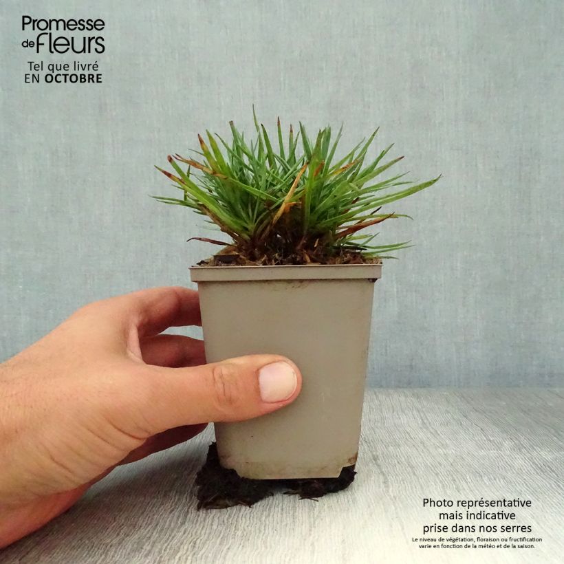 Exemplaar van Dianthus plumarius Munot - Grasanjer Kweekpotje van 8/9 cm zoals geleverd in de herfst