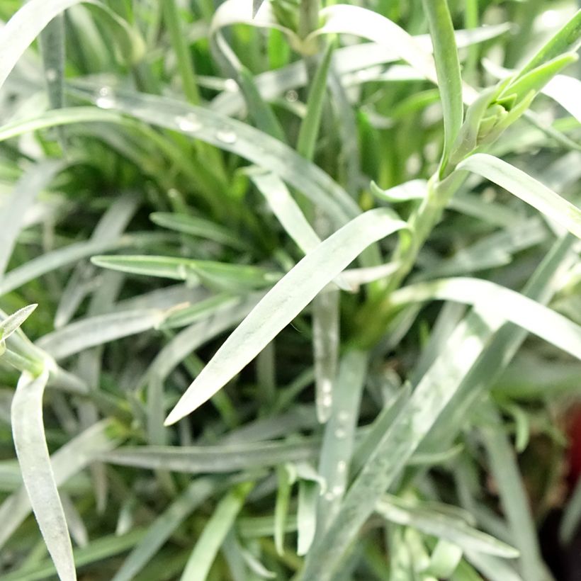 Dianthus plumarius Passion Hot Red - Grasanjer (Blad)