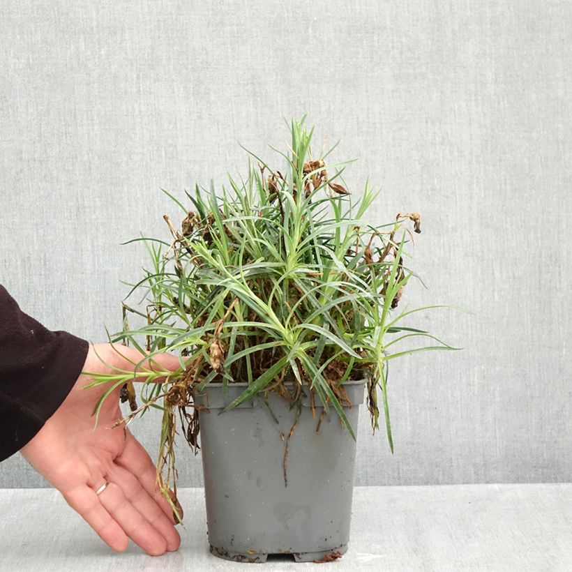 Exemplaar van Dianthus plumarius Passion Hot Red - Grasanjer Pot van 2 l/3 l zoals geleverd in de herfst