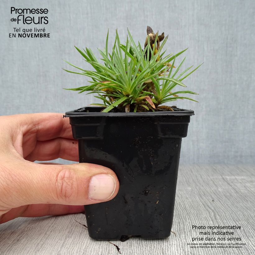 Exemplaar van Dianthus plumarius Scent First Coconut Sundae - Grasanjer Kweekpotje van 7/8 cm zoals geleverd in de herfst