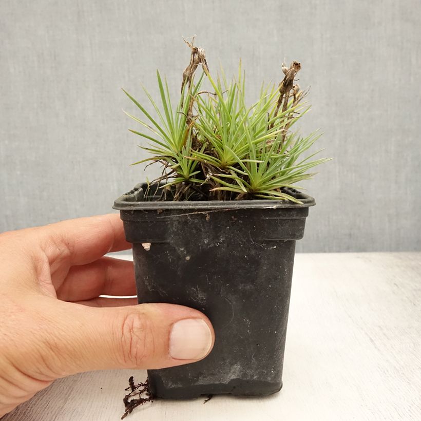 Exemplaar van Dianthus plumarius Scent First Coconut Sundae - Grasanjer Kweekpotje van 7/8 cm zoals geleverd in de zomer