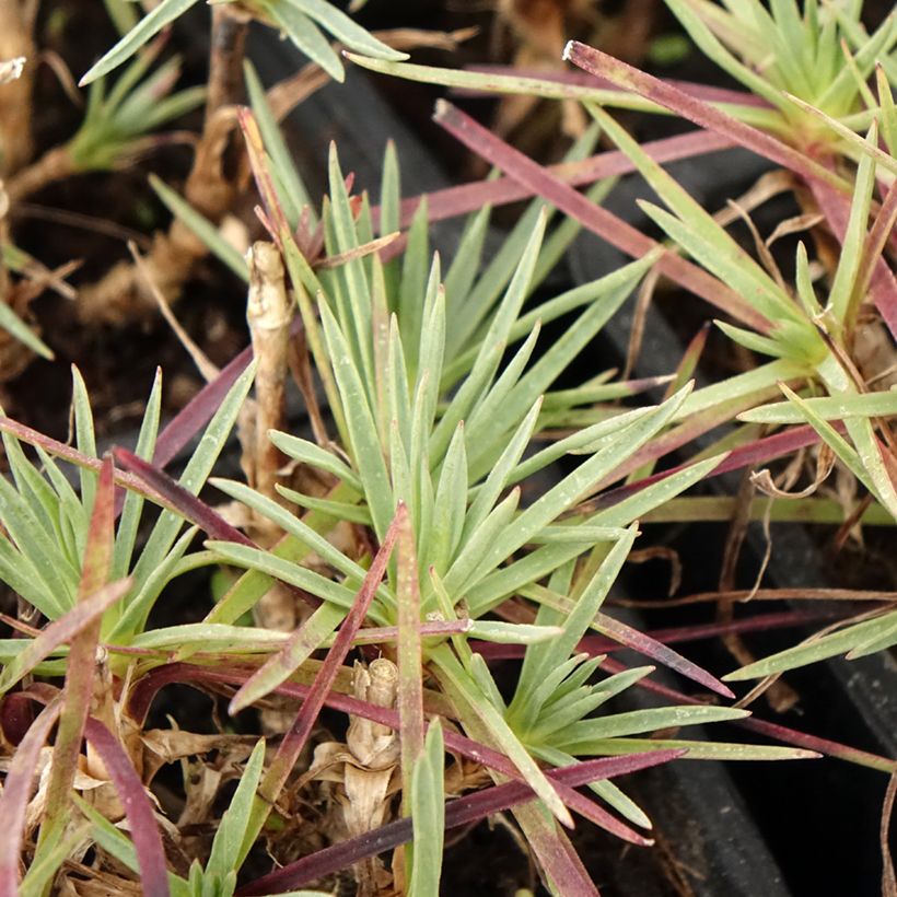 Dianthus plumarius Scent First Iced Gem - Grasanjer (Blad)