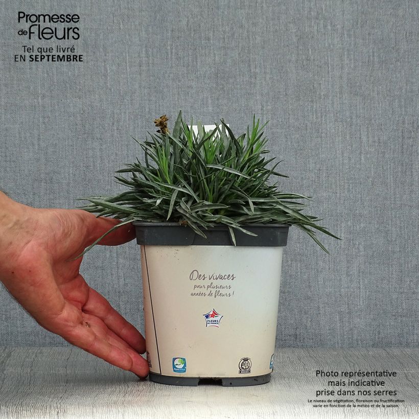 Exemplaar van Dianthus plumarius Scent First Memories - Grasanjer Pot van 2 l/3 l zoals geleverd in de herfst