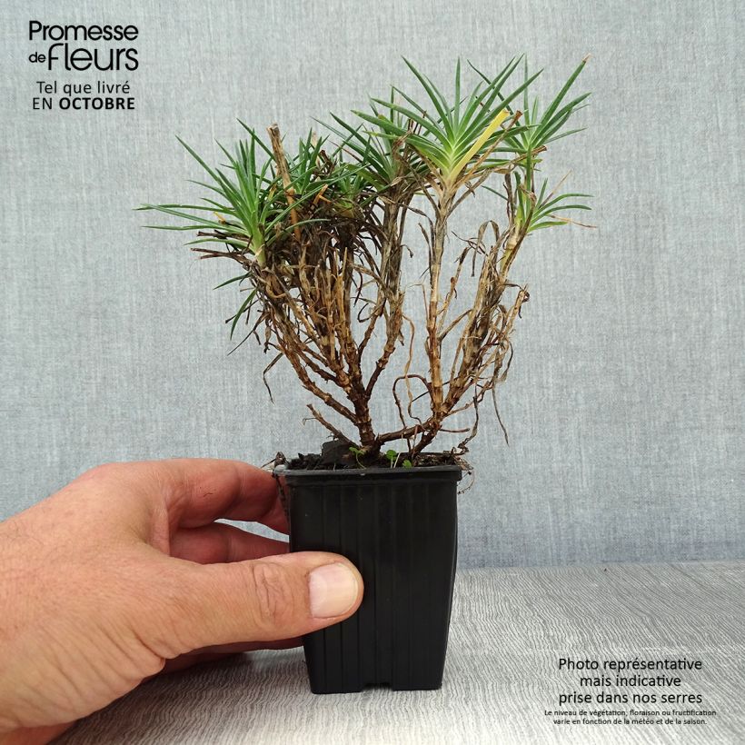 Exemplaar van Dianthus plumarius Scent First Raspberry Sundae - Grasanjer Kweekpotje van 7/8 cm zoals geleverd in de herfst