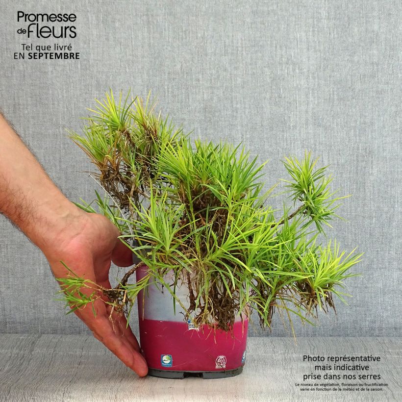 Exemplaar van Dianthus plumarius Scent First Raspberry Sundae - Grasanjer Pot van 2 l/3 l zoals geleverd in de zomer