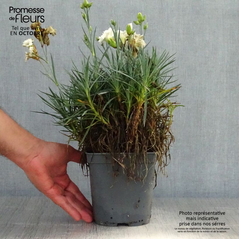 Exemplaar van Dianthus plumarius Scent First Romance - Grasanjer Pot van 2 l/3 l zoals geleverd in de herfst