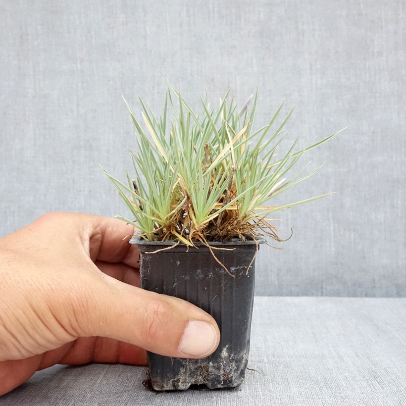 Exemplaar van Anjer Pop Star - Dianthus Kweekpotje van 8/9 cm zoals geleverd in de zomer