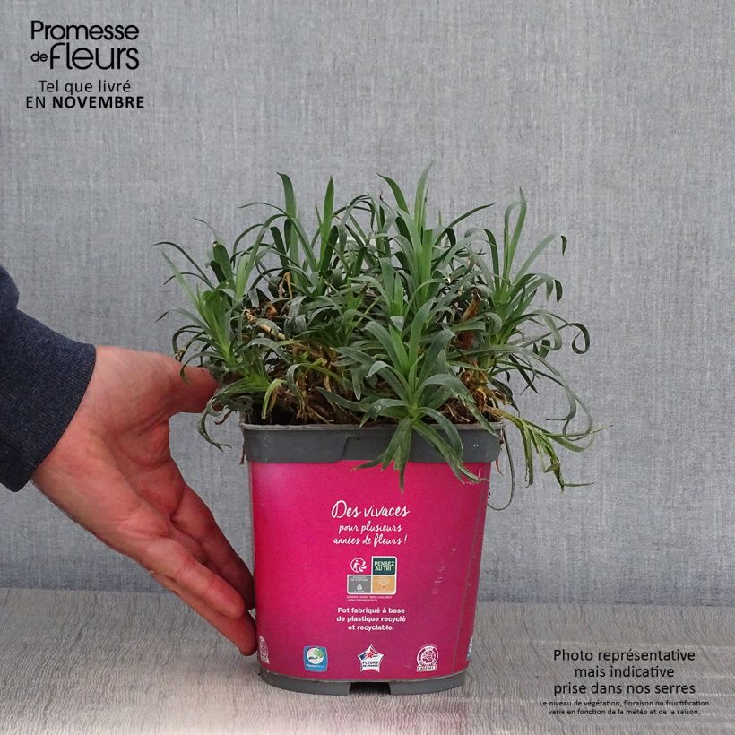Exemplaar van Dianthus Scent First Sugar Plum - Grasanjer Pot van 2 l/3 l zoals geleverd in de herfst