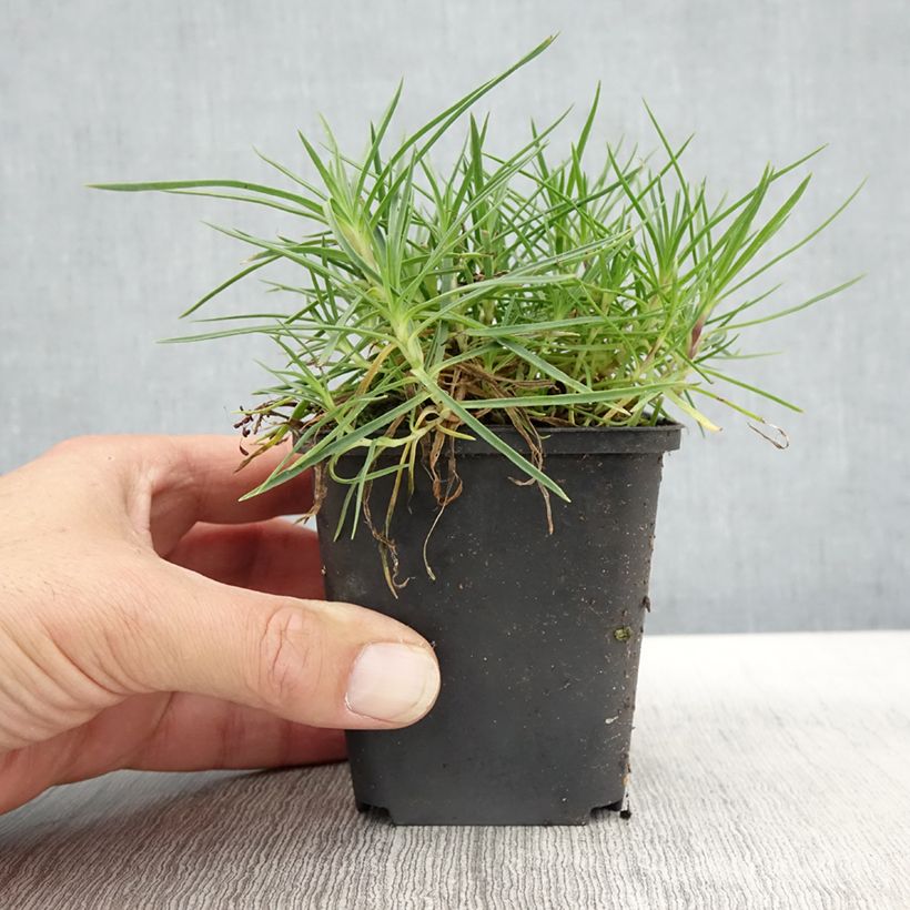 Exemplaar van Dianthus spiculifolius - Anjer Kweekpotje van 8/9 cm zoals geleverd in de herfst