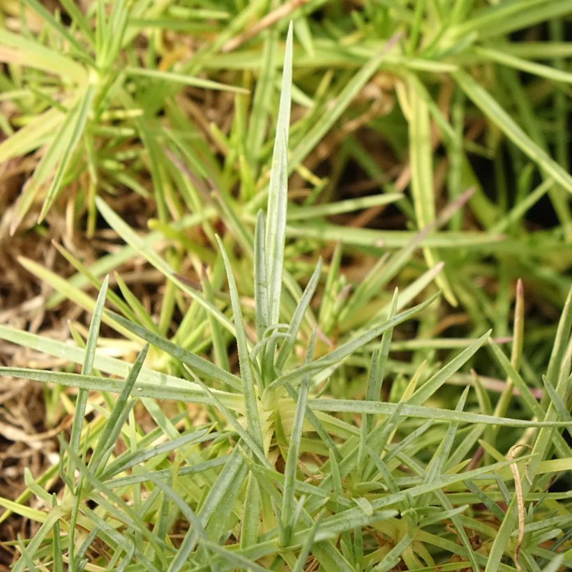 Dianthus spiculifolius - Anjer (Blad)