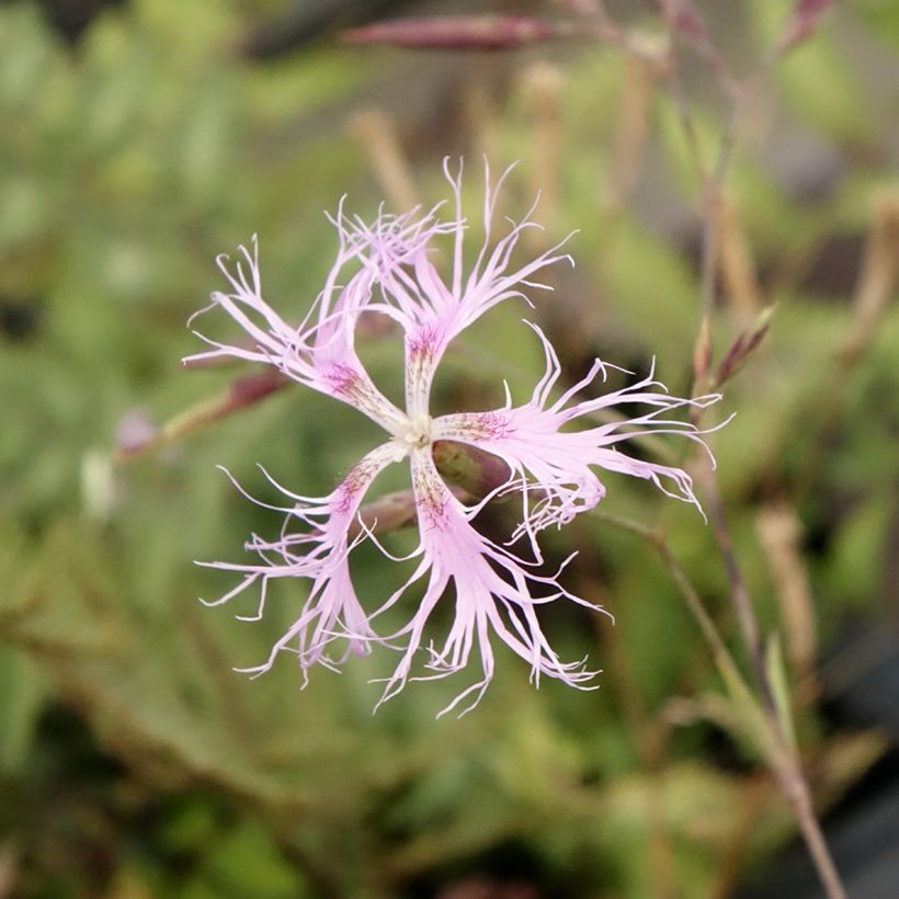 Dianthus superbus - Prachtanjer (Bloei)