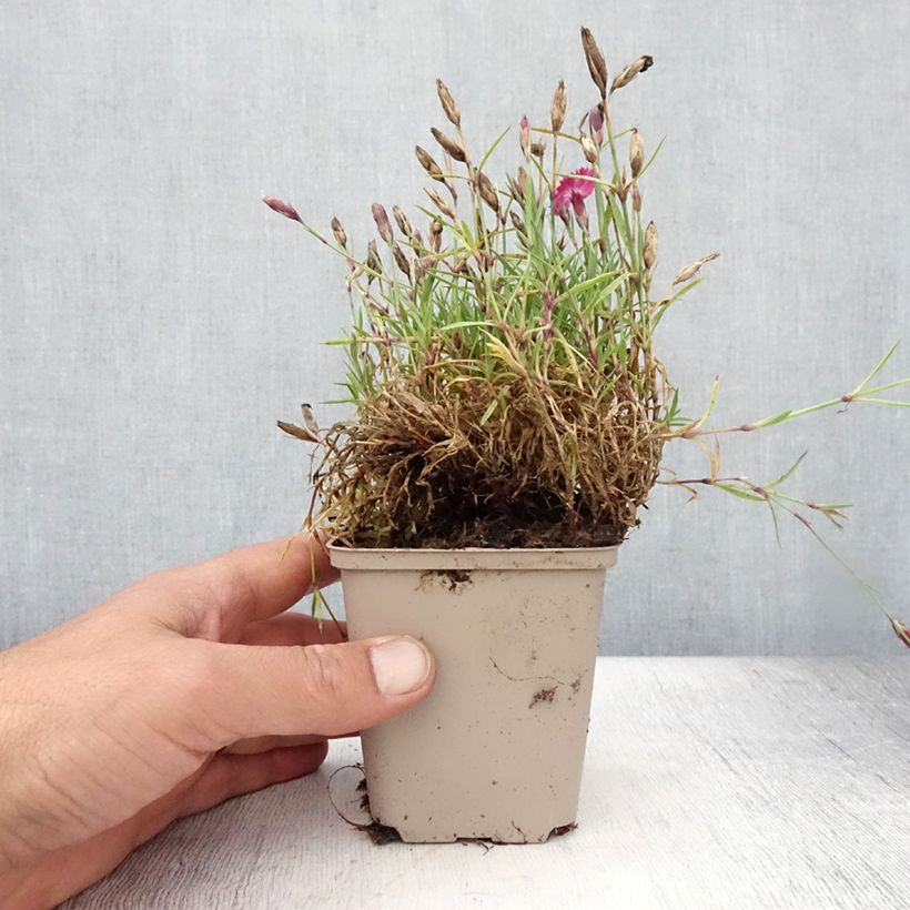 Exemplaar van Anjer Vivid Bright Light - Dianthus Kweekpotje van 8/9 cm zoals geleverd in de zomer