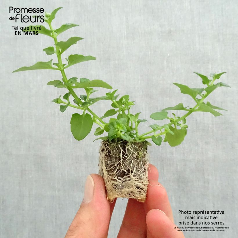 Exemplaar van Diascia Breezee Plus Orange - Elfenspoor Mini-mot Ø 1,5/2,5 cm zoals geleverd in de lente