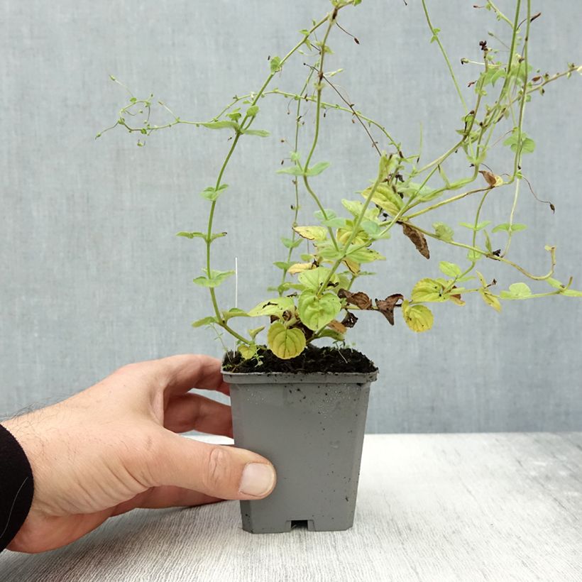 Exemplaar van Diascia fetcaniensis - Elfenspoor Kweekpotje van 8/9 cm zoals geleverd in de herfst