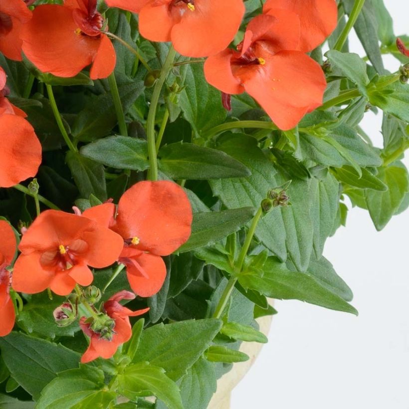 Diascia Breezee Plus Orange - Elfenspoor (Blad)
