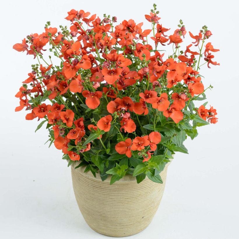 Diascia Breezee Plus Orange - Elfenspoor (Groeiplaats)
