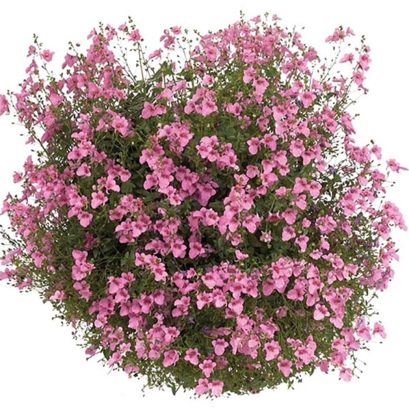 Diascia Breezee Plus Pink - Elfenspoor (Groeiplaats)