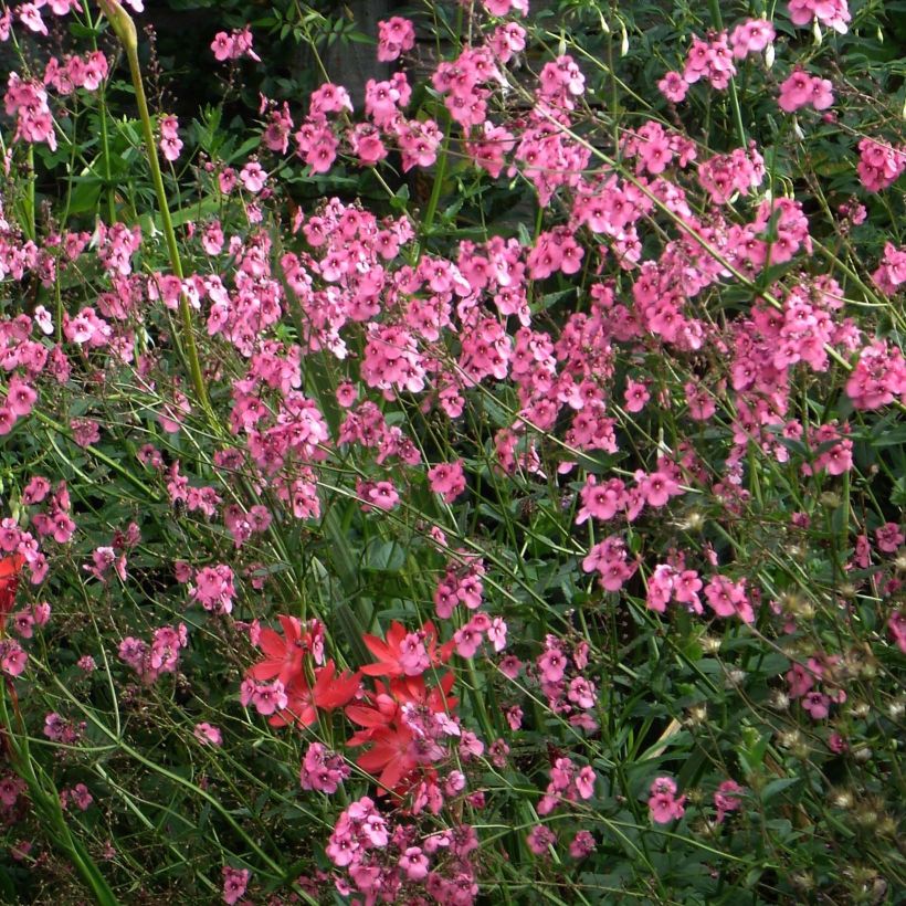 Diascia personata - Elfenspoor (Bloei)