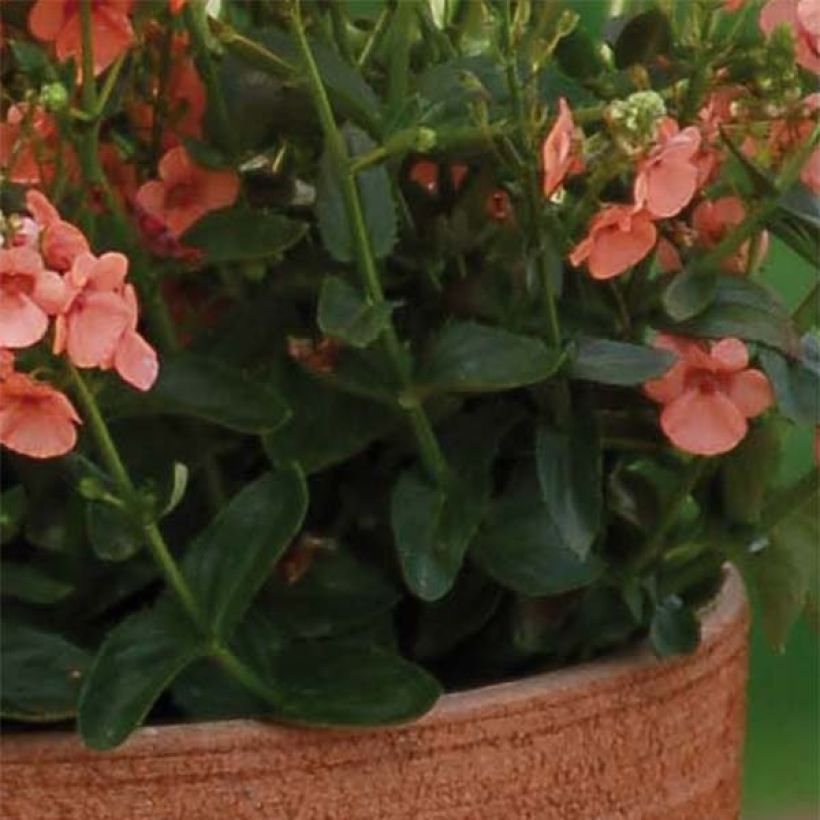 Diascia Sundascia Up Peach - Elfenspoor (Blad)