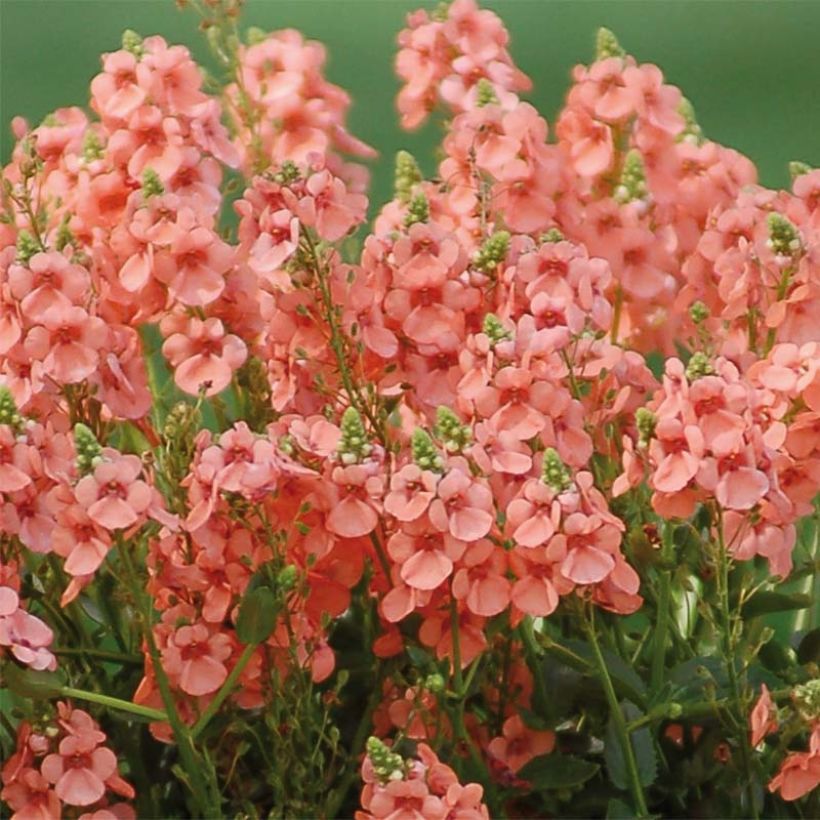 Diascia Sundascia Up Peach - Elfenspoor (Bloei)