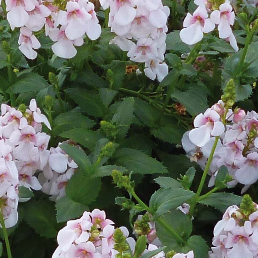 Diascia Sundascia Up Sakura Pink - Elfenspoor (Blad)