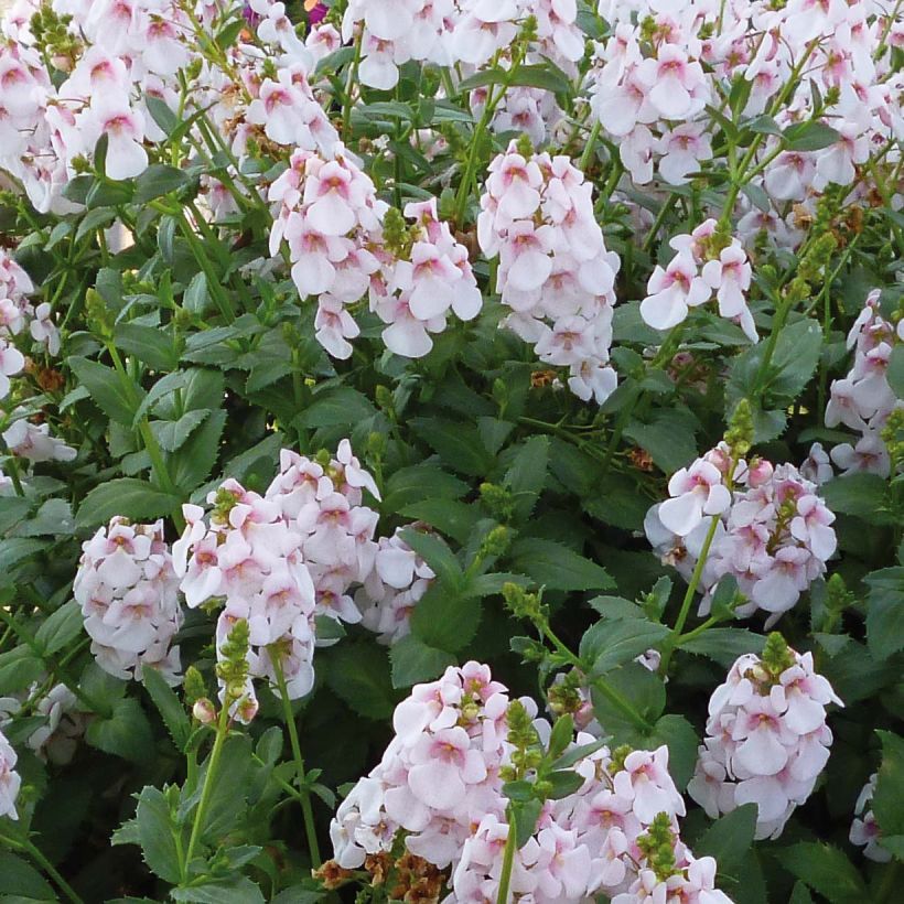 Diascia Sundascia Up Sakura Pink - Elfenspoor (Bloei)