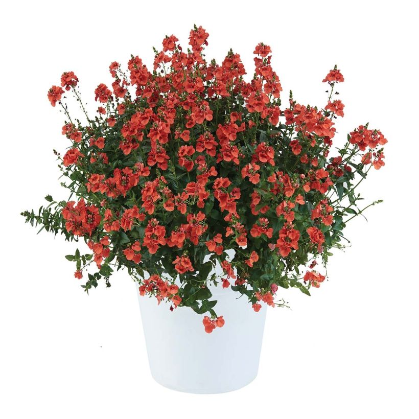 Diascia Trinity Sunset - Elfenspoor (Groeiplaats)