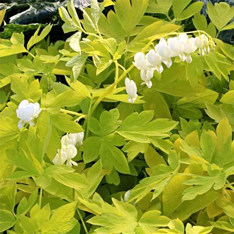 Dicentra spectabilis White Gold - Gebroken hartje (Blad)
