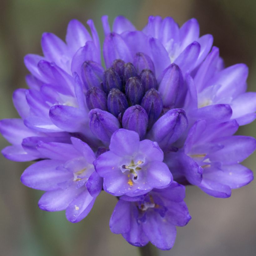 Dichelostemma congestum - Vuurwerkbloem (Flowering)
