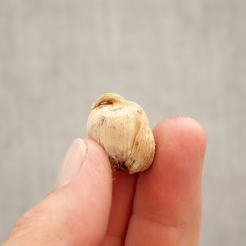 Example of Dichelostemma congestum - Vuurwerkbloem Bol kaliber 5+ as you get in printemps