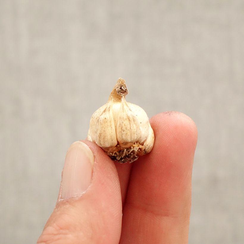 Example of Dichelostemma ida-maia - Vuurwerkbloem Bol kaliber 5+ as you get in printemps